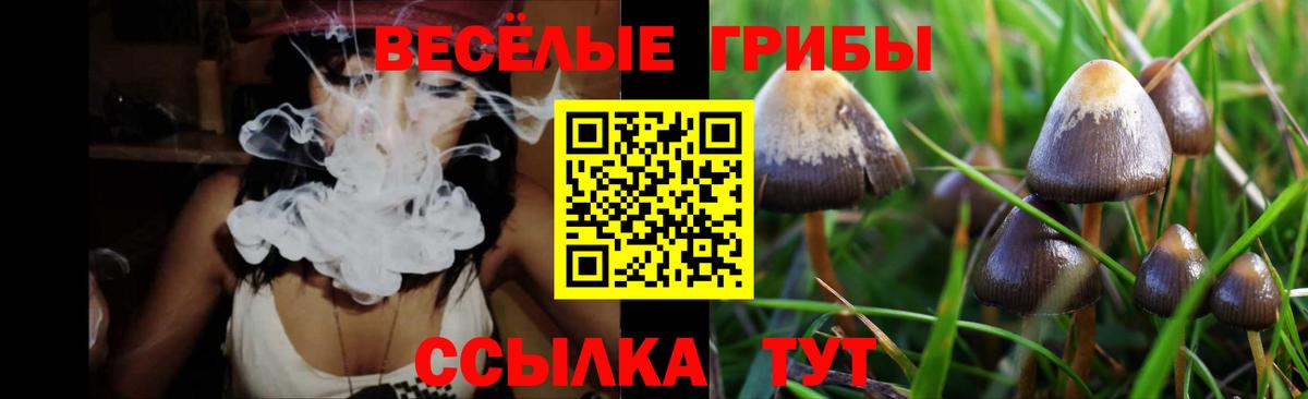 Псилоцибиновые грибы Psilocybine cubensis Сальск